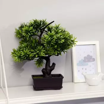 Бонсай в горшке «Драцена миниатюрная», 1228 см