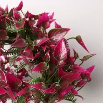 Бонсай "Хоста" 10х30 см, микс