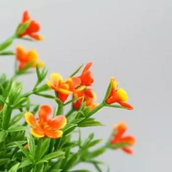 Бонсай "Лапчатка" 8х20 см, микс