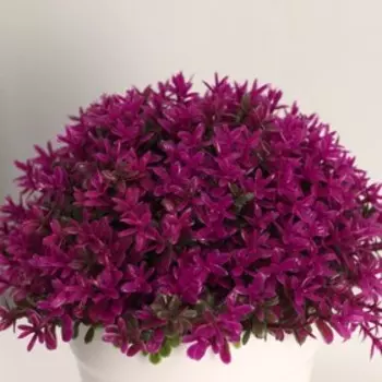 Искусственный цветок в горшке «Мелкие цветочки», h=12 см, высота горшка 7 см, МИКС