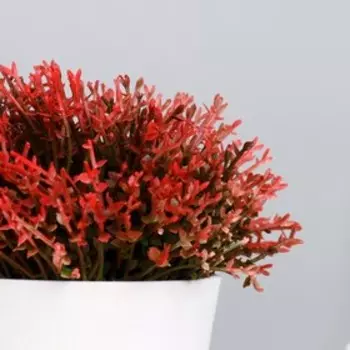 Искусственный цветок в горшке «Мелкие цветочки», 812 см, МИКС