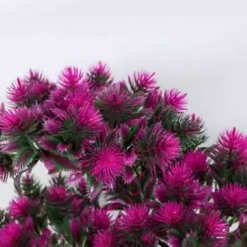 Бонсай в горшке «Мелкие пушистики», 2624 см, МИКС