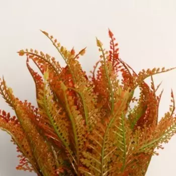 Бонсай «Папоротник», 1422 см, МИКС