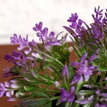 Искусственный цветок в горшке «Седум», 610 см, МИКС