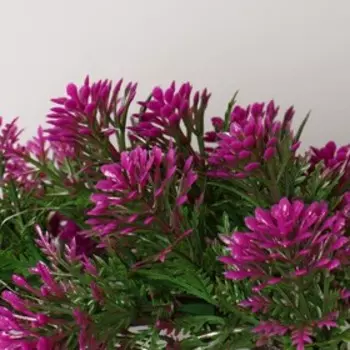 Бонсай в горшке «Селагинелла африканская», 1020 см, МИКС