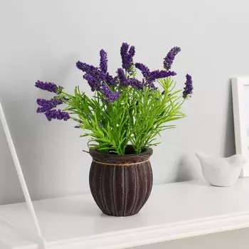 Бонсай "Щетинник" 9х22 см