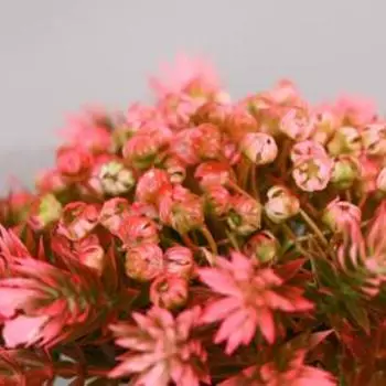 Бонсай "Стокезия" 9х13 см, микс