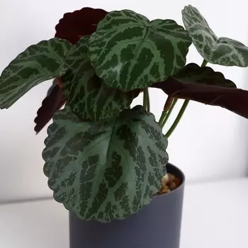 Бонсай в горшке «Бегония декоративная», 715 см