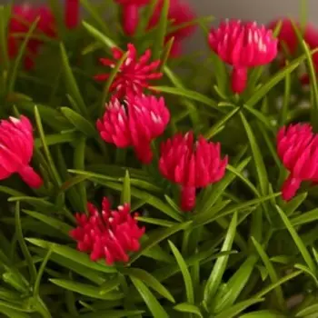 Бонсай в горшке "Чернушка дамасская" 18х15 см, микс