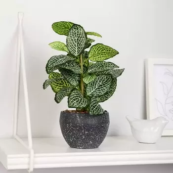 Бонсай в горшке "Фиттония" 8х21 см