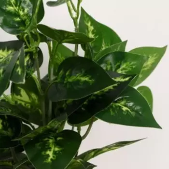 Бонсай в горшке "Эпипремнум" 9х26 см