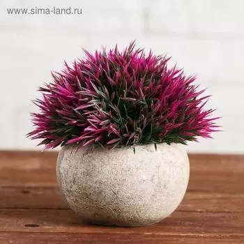 Бонсай в горшке «Криптомерия», 1112 см, МИКС