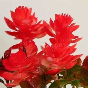 Бонсай в горшке "Куркума" 9х22 см, микс