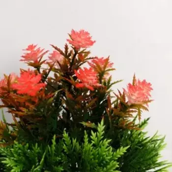 Бонсай в горшке "Остролист с травкой" 8х16 см, микс