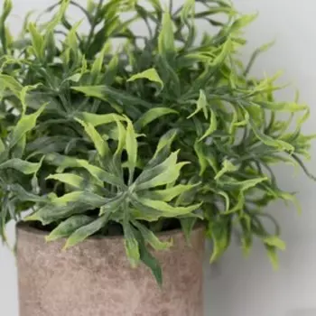 Бонсай в горшке «Остролистник», 7.521 см