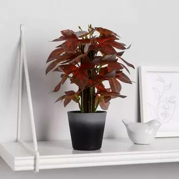 Бонсай в горшке «Оксалис», 922 см