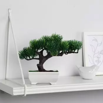 Бонсай в горшке «Сосна галант», 1216 см, МИКС