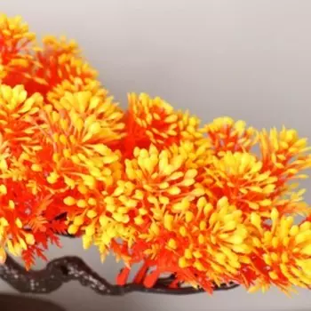 Бонсай в горшке «Звёздник», 1622 см, МИКС