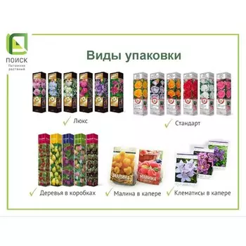 Боярышник однопестичный "Моногина" 1 шт, туба, Май 2022