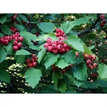 Боярышник шарлаховый (круглолистный), С2 горшок, Н10-50 высота, 1 шт, Осень 2023