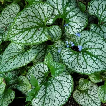 Бруннера Джек Фрост, 1 шт, Весна 2024