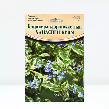 Бруннера "Hadspen Cream", р-р I, 1 шт, Весна 2024