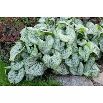 Бруннера "Silver Spear ® PBR", р-р I, 1 шт, Весна 2024