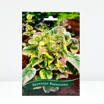 Бруннера Вариегата, 1 шт, Весна 2024