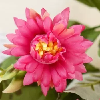 Букет "Аквилегия" 25 см, микс