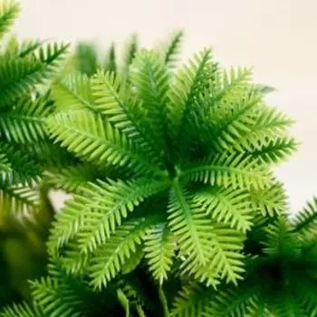 Букет искусственный «Араукария кругообразная», 24 см