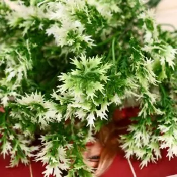 Букет искусственный «Аспарагус галант», 29 см, бело-зелёный