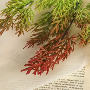 Букет "Аспарагус крупный" 30 см, микс