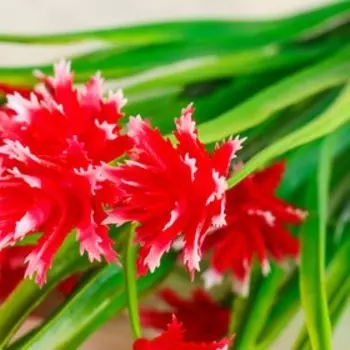 Букет "Декабрист" 30 см, микс