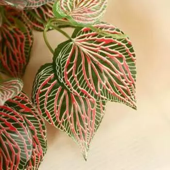 Букет искусственный «Фитония», 30 см, МИКС