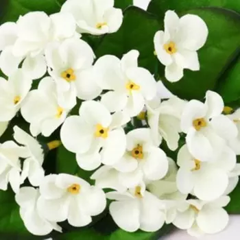 Букет «Герань душистая», 417 см, белый