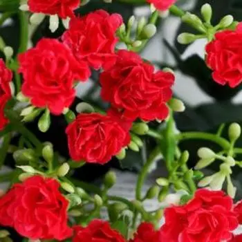 Букет «Гвоздика», 28 см, МИКС