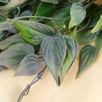 Букет «Хоста галант», 31 см, МИКС