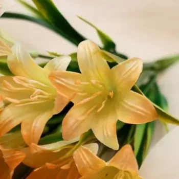 Букет «Хоста поздняя», 530 см, МИКС