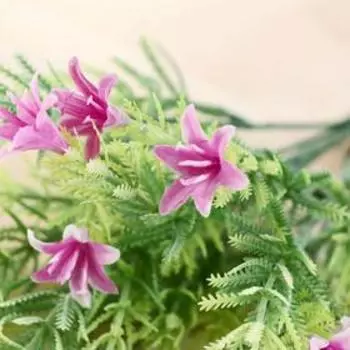 Букет "Ипомопсис" 28 см, микс