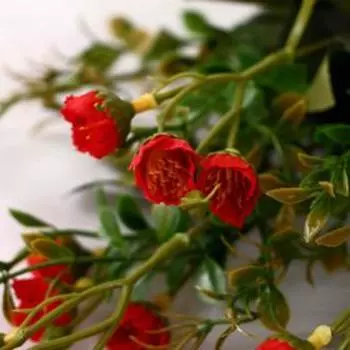 Букет "Эустома" 30 см, микс