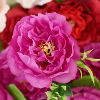 Букет "Южная роза" 26 см, микс