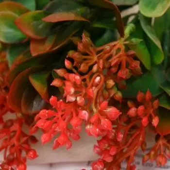 Букет "Каланхоэ" 32 см, микс