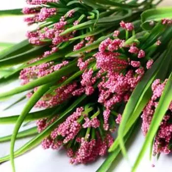 Букет "Камнеломка" 28 см, микс