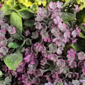 Букет "Кашка" 25 см, микс (в напылении)