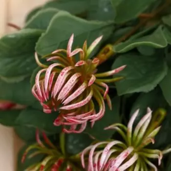 Букет «Клематис», 25 см, МИКС