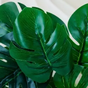 Букет "Монстера" 20 см