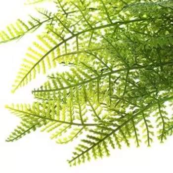 Букет искусственный «Папоротник», 40 см