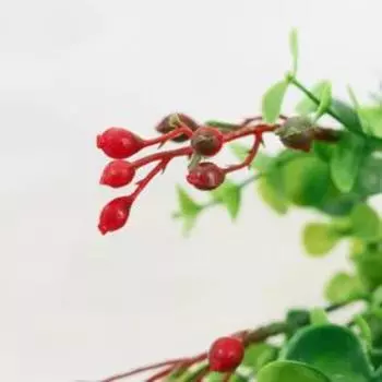 Букет "Пилеа" 30 см, микс