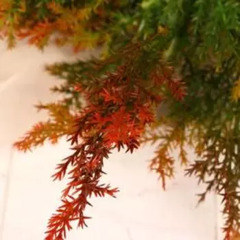 Букет искусственный «Пушистая травка», 30 см, МИКС