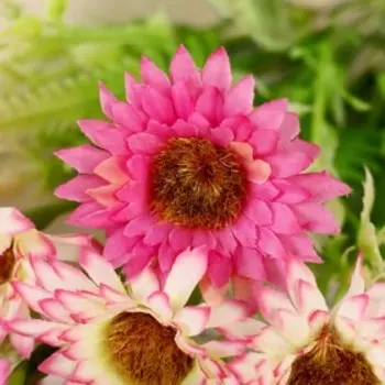 Букет "Ромашки" 32 см, микс